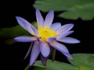 Девушка Цветы flowers, nature, wallpaper 4126 обои рабочий стол