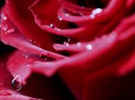 Девушка Цветы flowers, nature, wallpaper 551 обои рабочий стол