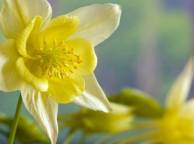Девушка Цветы flowers, nature, wallpaper 5173 обои рабочий стол