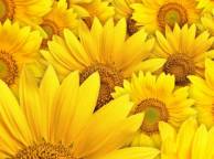 Девушка Цветы flowers, nature, wallpaper 467 обои рабочий стол