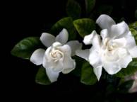 Девушка Цветы flowers, nature, wallpaper 5252 обои рабочий стол