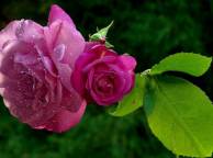 Девушка Цветы flowers, nature, wallpaper 27 обои рабочий стол