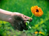 Девушка Цветы flowers, nature, wallpaper 336 обои рабочий стол