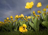 Девушка Цветы flowers, nature, wallpaper 5121 обои рабочий стол