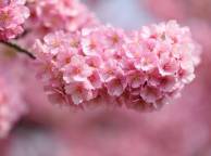 Девушка Цветы flowers, nature, wallpaper 396 обои рабочий стол