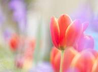Девушка Цветы flowers, nature, wallpaper 363 обои рабочий стол