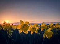 Девушка Цветы flowers, nature, wallpaper 218 обои рабочий стол