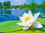Девушка Цветы flowers, nature, wallpaper 3129 обои рабочий стол