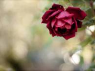 Девушка Цветы flowers, nature, wallpaper 595 обои рабочий стол