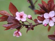 Девушка Цветы flowers, nature, wallpaper 59 обои рабочий стол