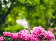 Девушка Цветы flowers, nature, wallpaper 3122 обои рабочий стол