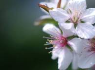 Девушка Цветы flowers, nature, wallpaper 53 обои рабочий стол