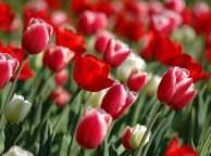 Девушка Цветы flowers, nature, wallpaper 5123 обои рабочий стол