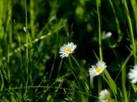 Девушка Цветы flowers, nature, wallpaper 5132 обои рабочий стол