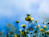 Девушка Цветы flowers, nature, wallpaper 476 обои рабочий стол