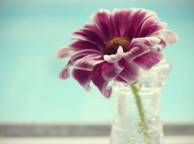 Девушка Цветы flowers, nature, wallpaper 5263 обои рабочий стол