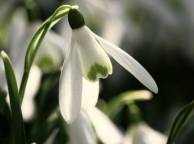 Девушка Цветы flowers, nature, wallpaper 5177 обои рабочий стол