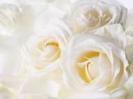 Девушка Цветы flowers, nature, wallpaper 5238 обои рабочий стол