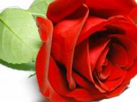 Девушка Цветы flowers, nature, wallpaper 591 обои рабочий стол