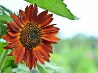 Девушка Цветы flowers, nature, wallpaper 348 обои рабочий стол