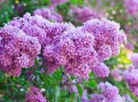 Девушка Цветы flowers, nature, wallpaper 4183 обои рабочий стол