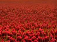 Девушка Цветы flowers, nature, wallpaper 596 обои рабочий стол