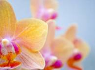 Девушка Цветы flowers, nature, wallpaper 5142 обои рабочий стол