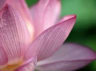 Девушка Цветы flowers, nature, wallpaper 5122 обои рабочий стол