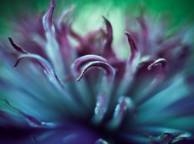 Девушка Цветы flowers, nature, wallpaper 229 обои рабочий стол