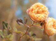 Девушка Цветы flowers, nature, wallpaper 5160 обои рабочий стол