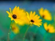 Девушка Цветы flowers, nature, wallpaper 324 обои рабочий стол