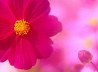 Девушка Цветы flowers, nature, wallpaper 361 обои рабочий стол
