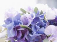 Девушка Цветы flowers, nature, wallpaper 5240 обои рабочий стол