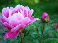 Девушка Цветы flowers, nature, wallpaper 58 обои рабочий стол