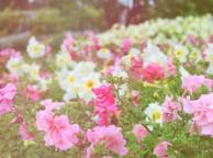 Девушка Цветы flowers, nature, wallpaper 428 обои рабочий стол