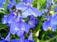 Девушка Цветы flowers, nature, wallpaper 242 обои рабочий стол