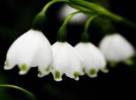 Девушка Цветы flowers, nature, wallpaper 44 обои рабочий стол