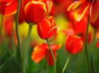 Девушка Цветы flowers, nature, wallpaper 4115 обои рабочий стол
