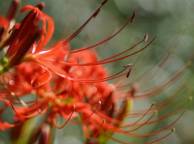Девушка Цветы flowers, nature, wallpaper 337 обои рабочий стол