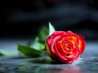 Девушка Цветы flowers, nature, wallpaper 395 обои рабочий стол