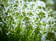 Девушка Цветы flowers, nature, wallpaper 5254 обои рабочий стол