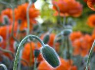 Девушка Цветы flowers, nature, wallpaper 22 обои рабочий стол