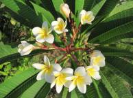 Девушка Цветы flowers, nature, wallpaper 425 обои рабочий стол