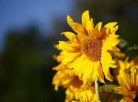 Девушка Цветы flowers, nature, wallpaper 351 обои рабочий стол