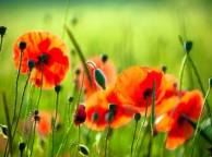 Девушка Цветы flowers, nature, wallpaper 560 обои рабочий стол