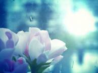 Девушка Цветы flowers, nature, wallpaper 342 обои рабочий стол