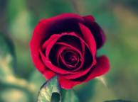 Девушка Цветы flowers, nature, wallpaper 486 обои рабочий стол