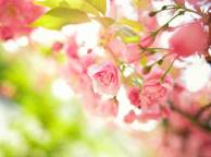 Девушка Цветы flowers, nature, wallpaper 4172 обои рабочий стол