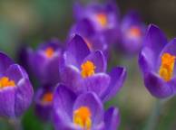 Девушка Цветы flowers, nature, wallpaper 4156 обои рабочий стол