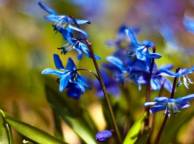 Девушка Цветы flowers, nature, wallpaper 5210 обои рабочий стол